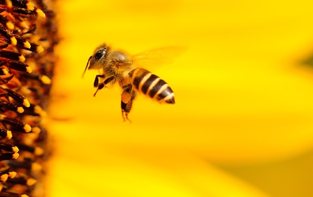 Стало відомо, що бджоли можуть розрізняти парні та непарні числа