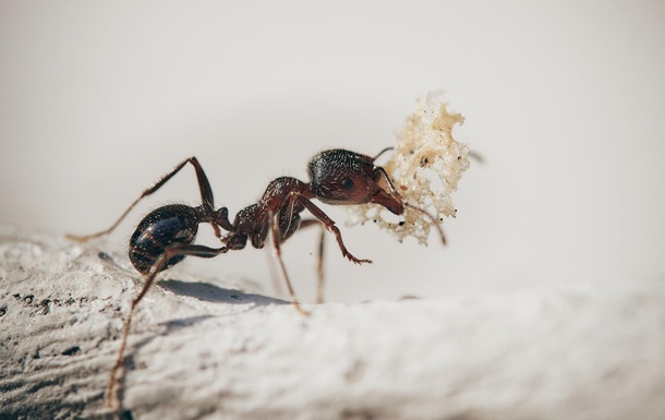 Вчені підрахували кількість мурах на Землі