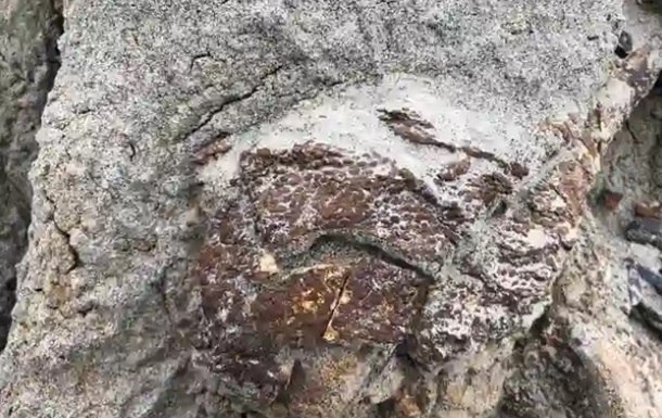 У Канаді виявили повний скелет динозавра, покритий шкірою